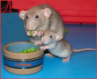 Adult rat eating with juvenile