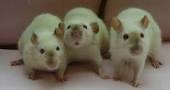 Three Siamese Rats