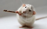 A rat playing the flute